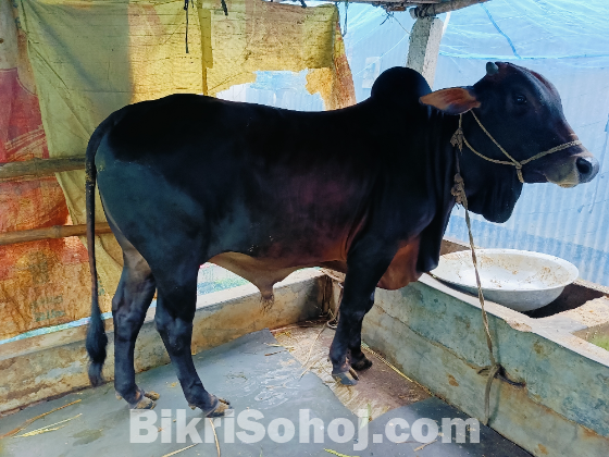 কুরবানীর পশু
